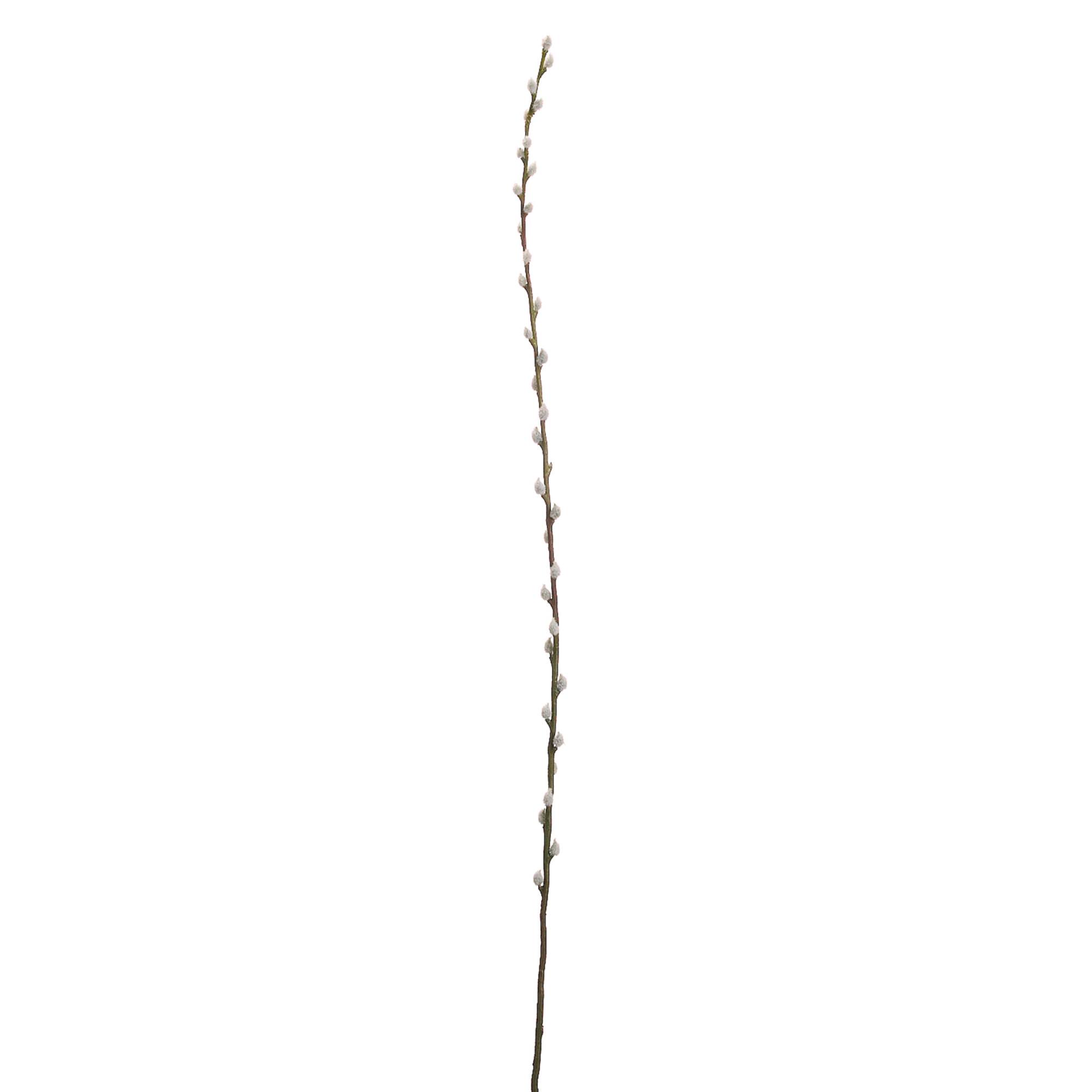 Pussy Willow Stem